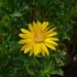 Chrysopsis villosa 'Sunnyshine' --  Herbst -Aster